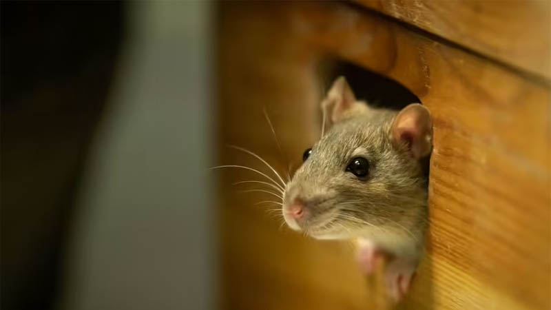 Getting rid of mice can be a challenge for homeowners